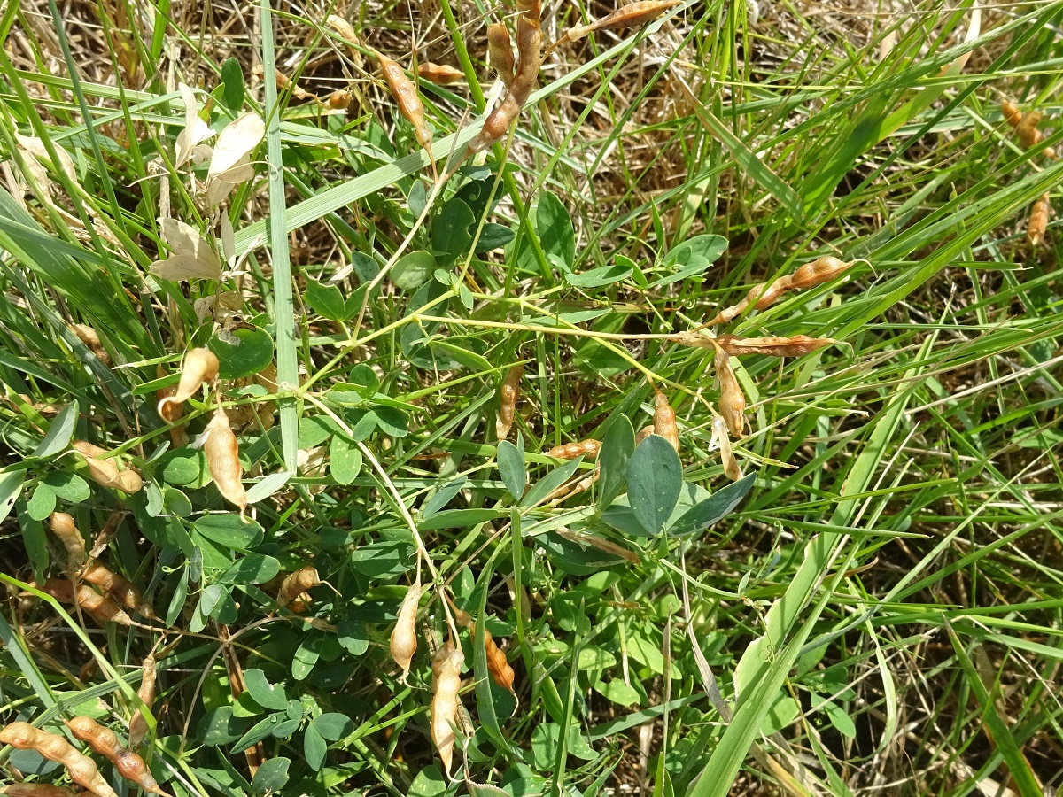 Lathyrus tuberosus (Fabaceae)
